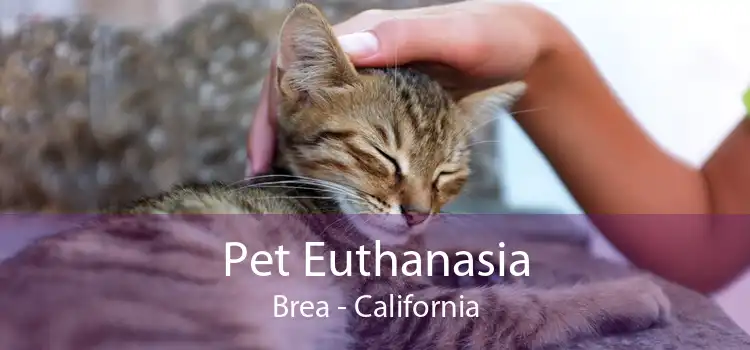 Pet Euthanasia Brea - California