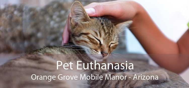 Pet Euthanasia Orange Grove Mobile Manor - Arizona