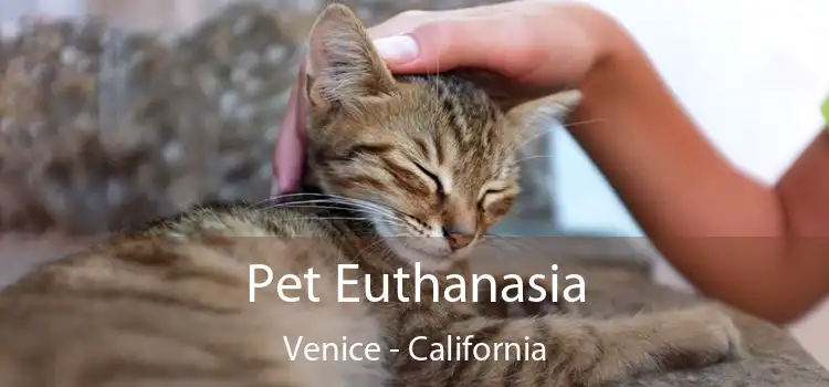 Pet Euthanasia Venice - California