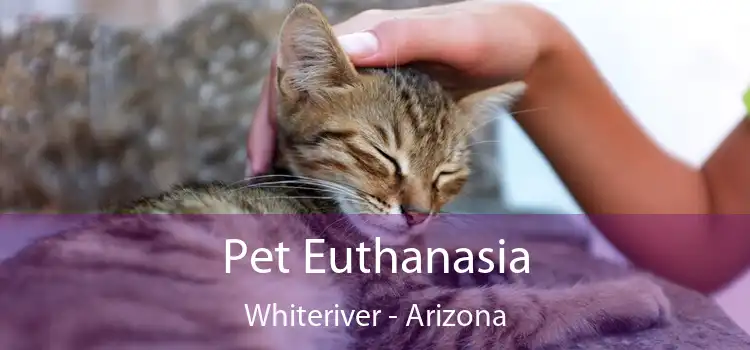 Pet Euthanasia Whiteriver - Arizona