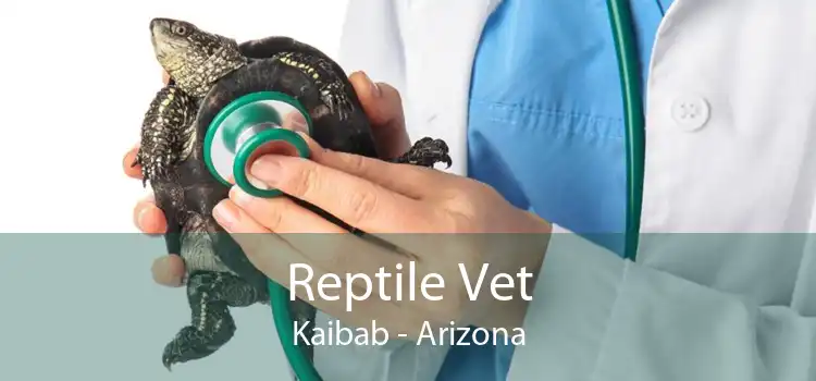 Reptile Vet Kaibab - Arizona