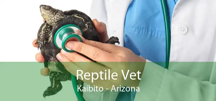 Reptile Vet Kaibito - Arizona