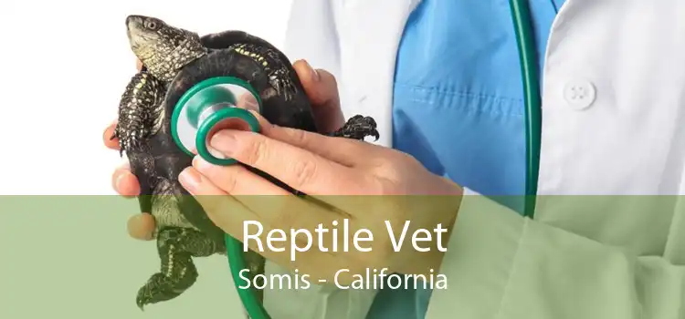 Reptile Vet Somis - California