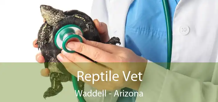 Reptile Vet Waddell - Arizona