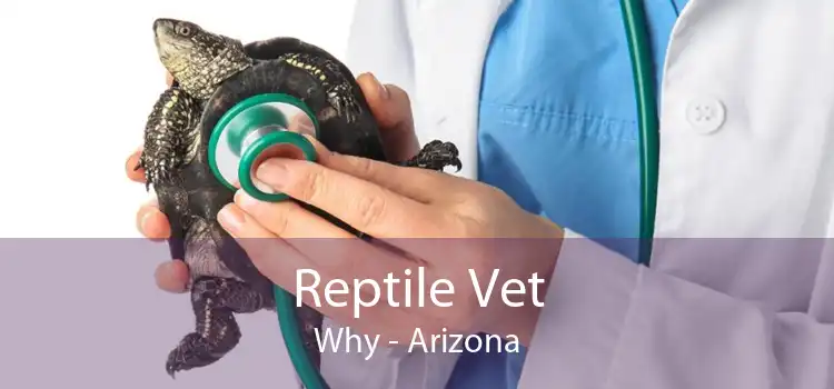 Reptile Vet Why - Arizona