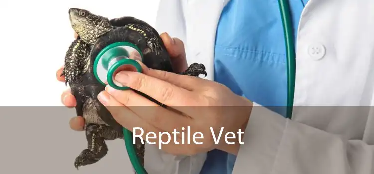 Reptile Vet