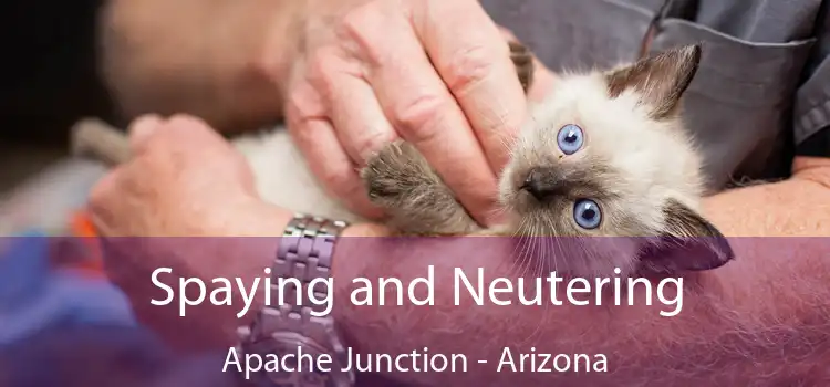 Spaying and Neutering Apache Junction - Arizona
