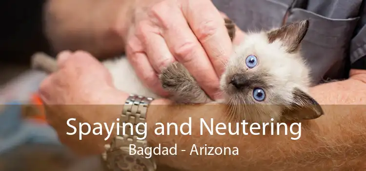 Spaying and Neutering Bagdad - Arizona