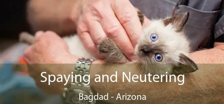Spaying and Neutering Bagdad - Arizona