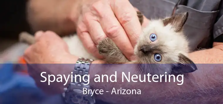 Spaying and Neutering Bryce - Arizona