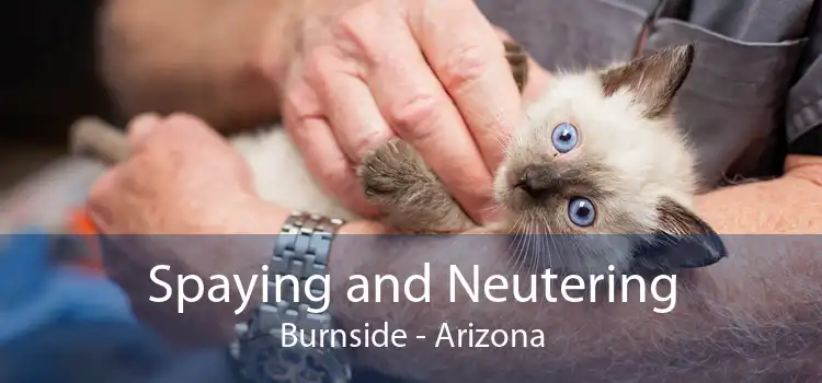 Spaying and Neutering Burnside - Arizona