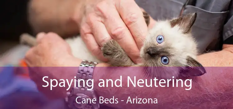 Spaying and Neutering Cane Beds - Arizona