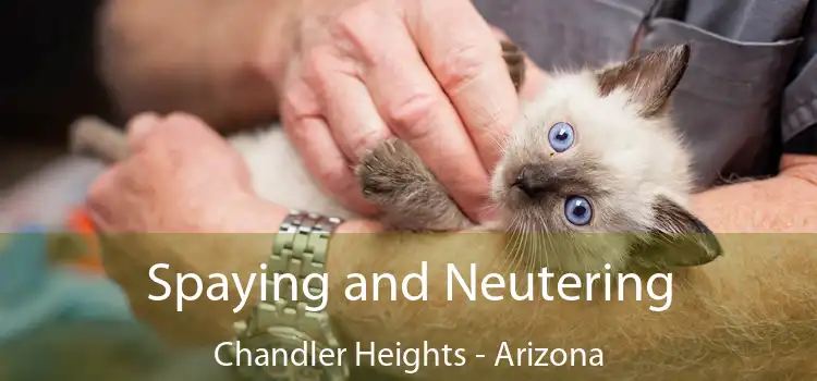 Spaying and Neutering Chandler Heights - Arizona