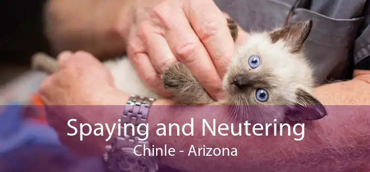 Spaying and Neutering Chinle - Arizona