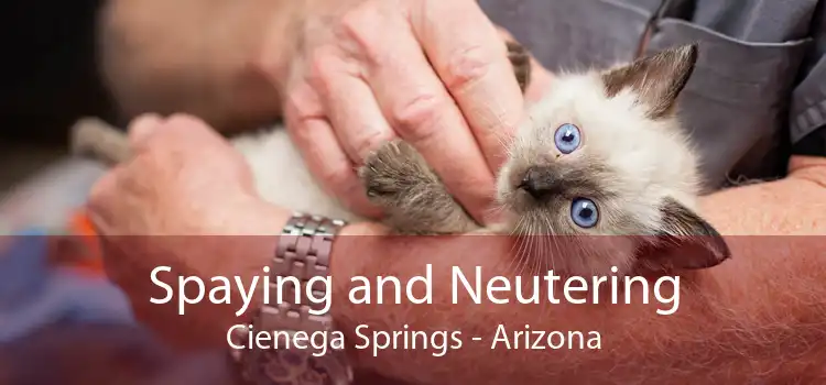 Spaying and Neutering Cienega Springs - Arizona