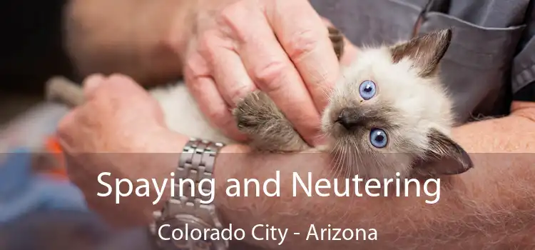 Spaying and Neutering Colorado City - Arizona