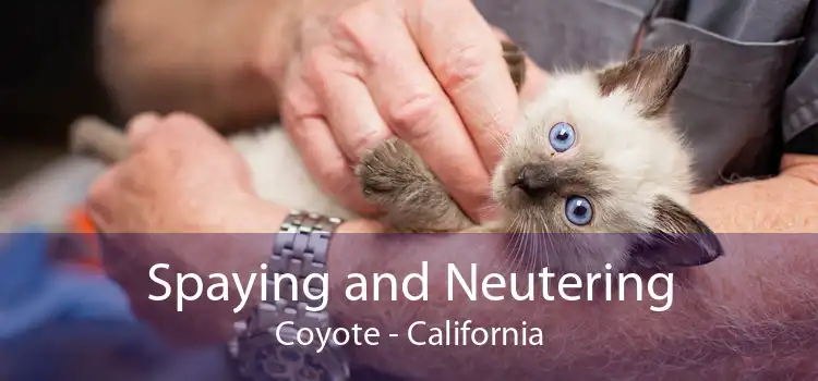 Spaying and Neutering Coyote - California