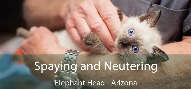 Spaying and Neutering Elephant Head - Arizona