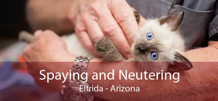 Spaying and Neutering Elfrida - Arizona