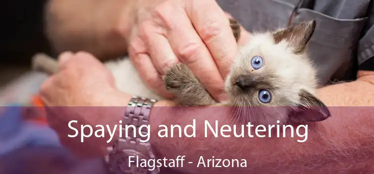 Spaying and Neutering Flagstaff - Arizona