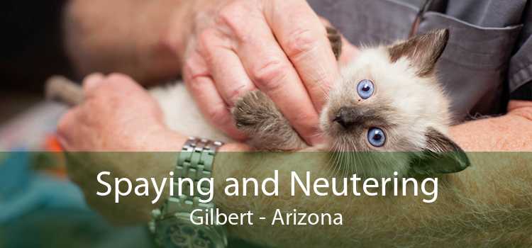 Spaying and Neutering Gilbert - Arizona