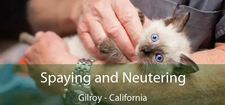 Spaying and Neutering Gilroy - California