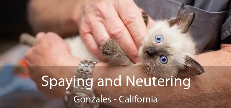 Spaying and Neutering Gonzales - California