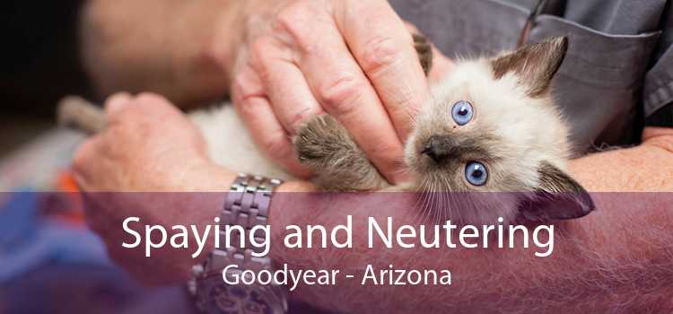 Spaying and Neutering Goodyear - Arizona