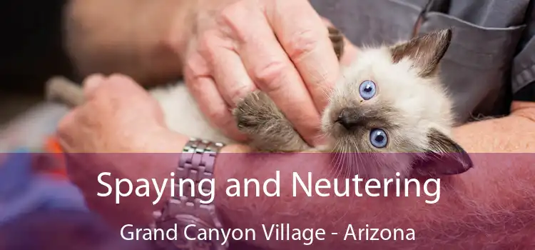 Spaying and Neutering Grand Canyon Village - Arizona