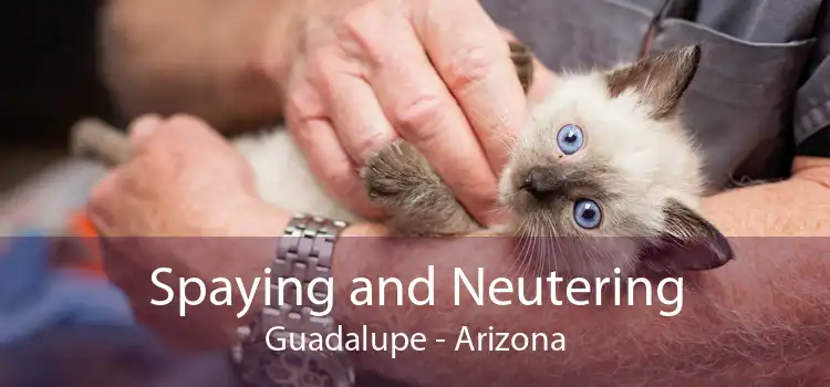 Spaying and Neutering Guadalupe - Arizona