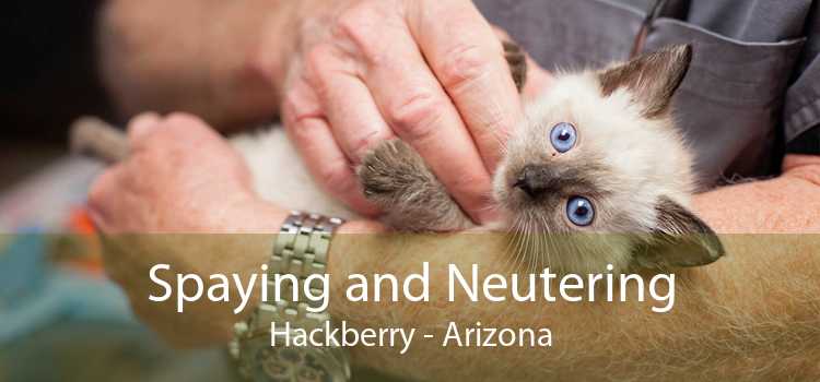 Spaying and Neutering Hackberry - Arizona