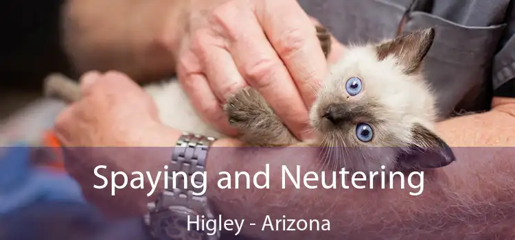Spaying and Neutering Higley - Arizona