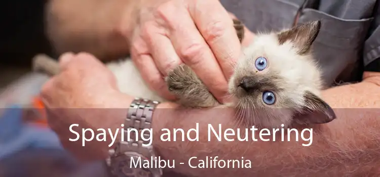 Spaying and Neutering Malibu - California