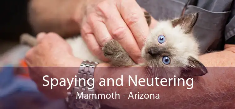 Spaying and Neutering Mammoth - Arizona