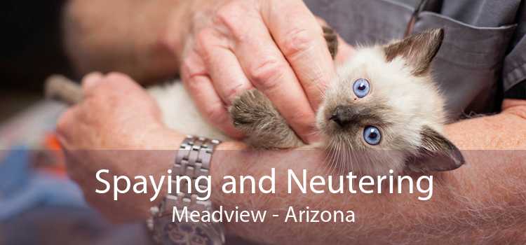 Spaying and Neutering Meadview - Arizona