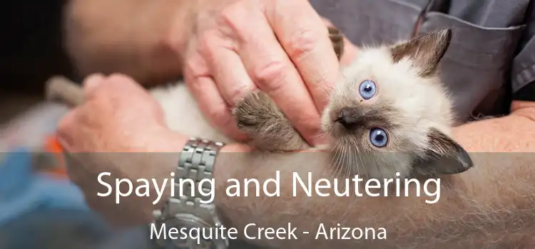 Spaying and Neutering Mesquite Creek - Arizona