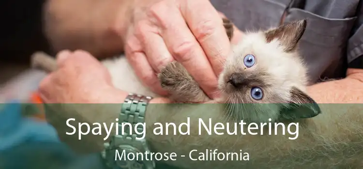 Spaying and Neutering Montrose - California