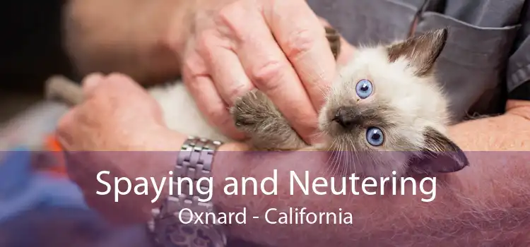 Spaying and Neutering Oxnard - California