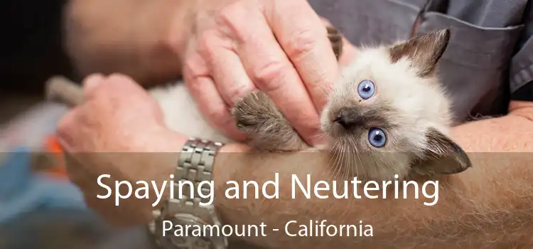 Spaying and Neutering Paramount - California