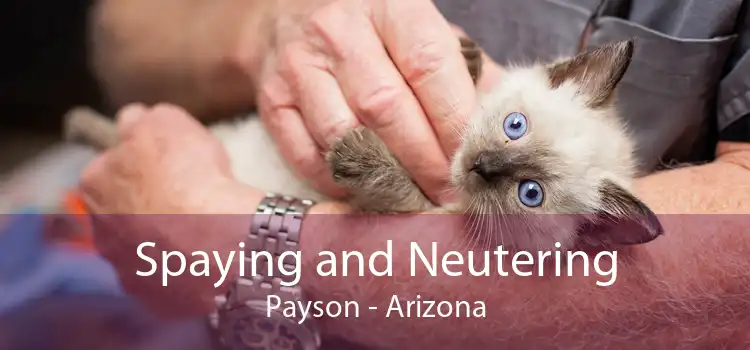 Spaying and Neutering Payson - Arizona