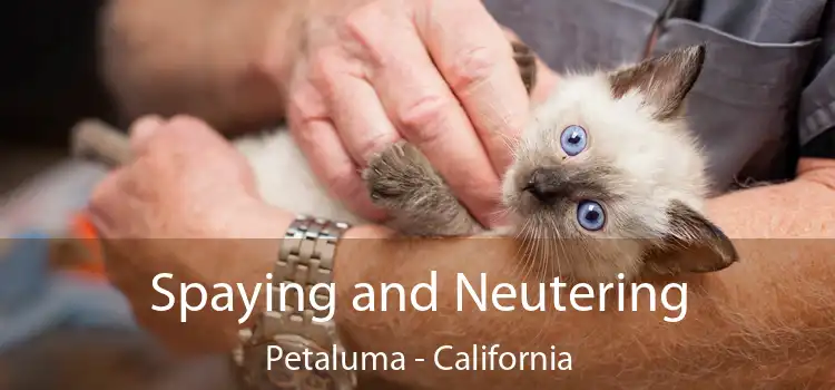 Spaying and Neutering Petaluma - California
