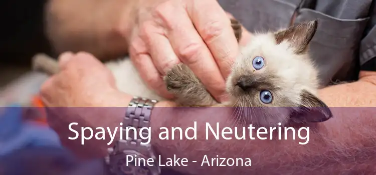 Spaying and Neutering Pine Lake - Arizona