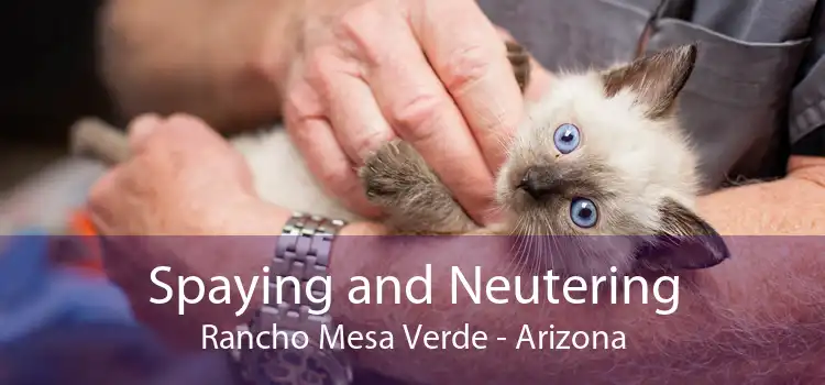 Spaying and Neutering Rancho Mesa Verde - Arizona