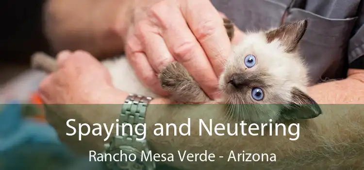Spaying and Neutering Rancho Mesa Verde - Arizona