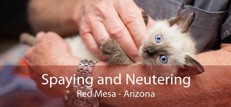 Spaying and Neutering Red Mesa - Arizona