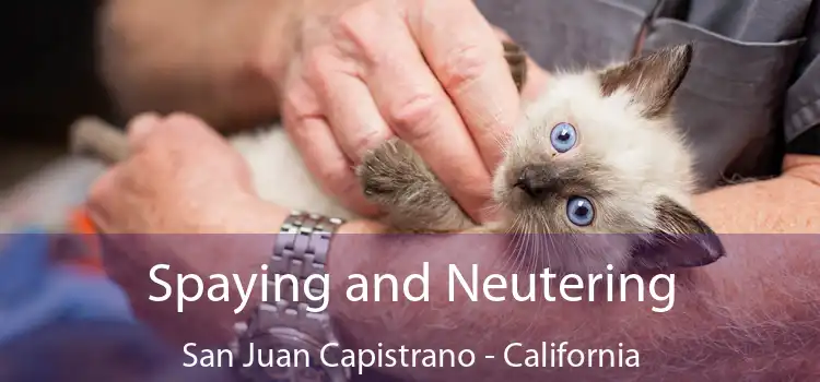 Spaying and Neutering San Juan Capistrano - California