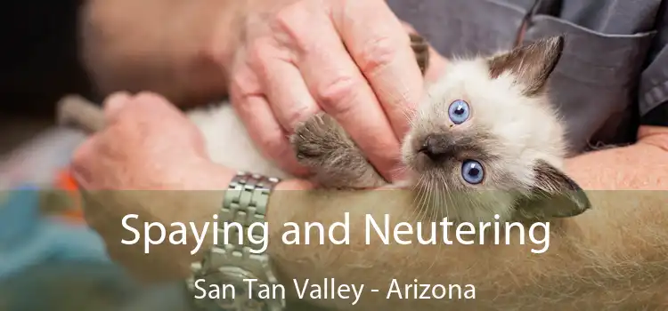 Spaying and Neutering San Tan Valley - Arizona