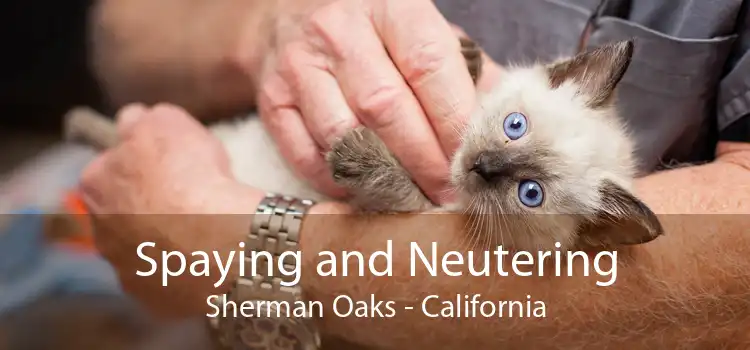Spaying and Neutering Sherman Oaks - California