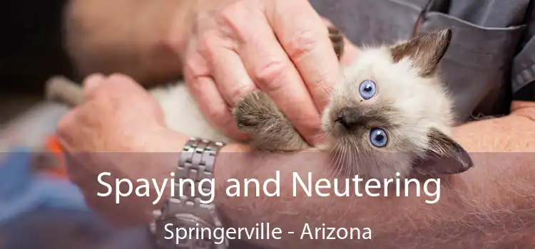 Spaying and Neutering Springerville - Arizona