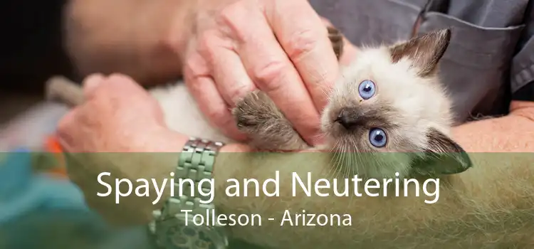 Spaying and Neutering Tolleson - Arizona